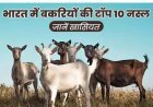 Animal Husbandry: बकरियों की ये 10 नस्लें कर सकती हैं आपको मालामाल, जलवायु परिवर्तन से लड़ने में दमदार, जानें  और क्या है खासियत