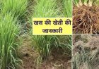 अधिक आमदनी चाहते हैं तो इस तरह करें खस की खेती