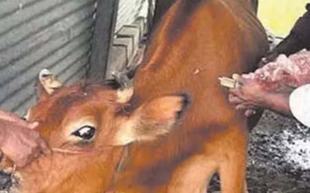 Husbandry of  Animals : खुरपका और मुंहपका रोग से पशुओं को मुफ्त टीकाकरण के जरिए दिलाएं निजात