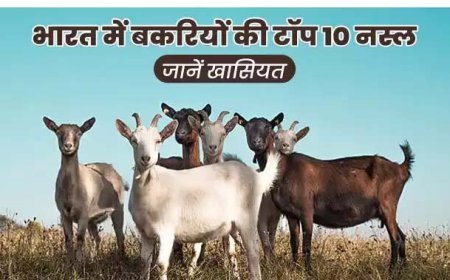 Animal Husbandry: बकरियों की ये 10 नस्लें कर सकती हैं आपको मालामाल, जलवायु परिवर्तन से लड़ने में दमदार, जानें  और क्या है खासियत