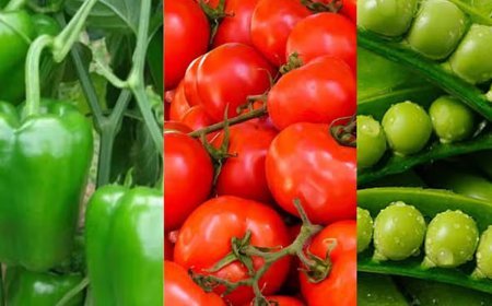 Uttar Pradesh : टमाटर, मटर और शिमला मिर्च फसलों का करा लें बीमा, देखें फसलबार जिलों की लिस्ट, जानें डिटेल्स