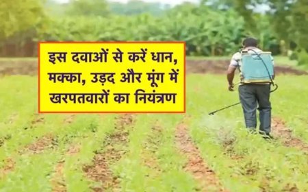 उत्तर प्रदेश : धान, मक्का, मूंग और उड़द में इन दवाओं से करें खरपतवारों का नियंत्रण, दवाओं पर मिलेगा 50 प्रतिशत अनुदान