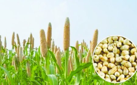 Uttar Pradesh :    बाजरे की संकर किस्मों पर मिलेगा अनुदान