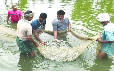 Uttar Pradesh :  मछली पालन की योजनाओं का लाभ पाने के लिए 24 जुलाई से कर सकेंगे आवेदन