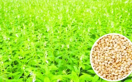 Uttar Pradesh : तिल की उन्नत किस्मों पर मिलेगा अनुदान