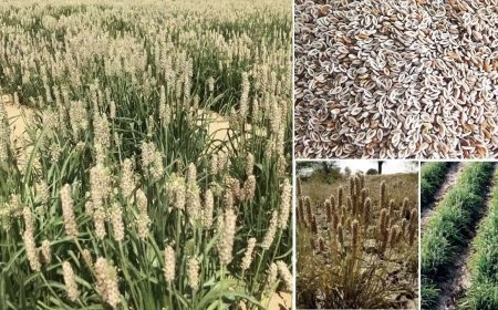 ईसबगोल : उन्नत खेती की जानकारी