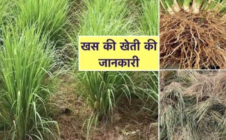 अधिक आमदनी चाहते हैं तो इस तरह करें खस की खेती