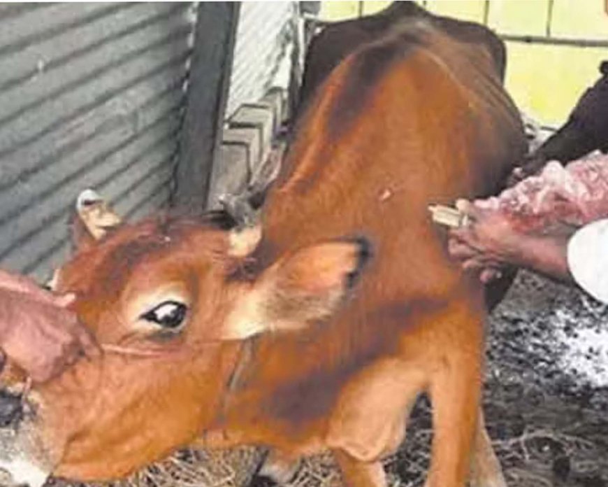 Husbandry of  Animals : खुरपका और मुंहपका रोग से पशुओं को मुफ्त टीकाकरण के जरिए दिलाएं निजात