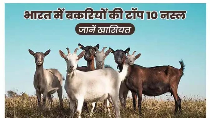 Animal Husbandry: बकरियों की ये 10 नस्लें कर सकती हैं आपको मालामाल, जलवायु परिवर्तन से लड़ने में दमदार, जानें  और क्या है खासियत