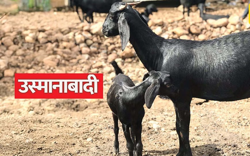 उस्मानाबदी - महारास्त्र की दोहरे उपयोग की नस्ल 