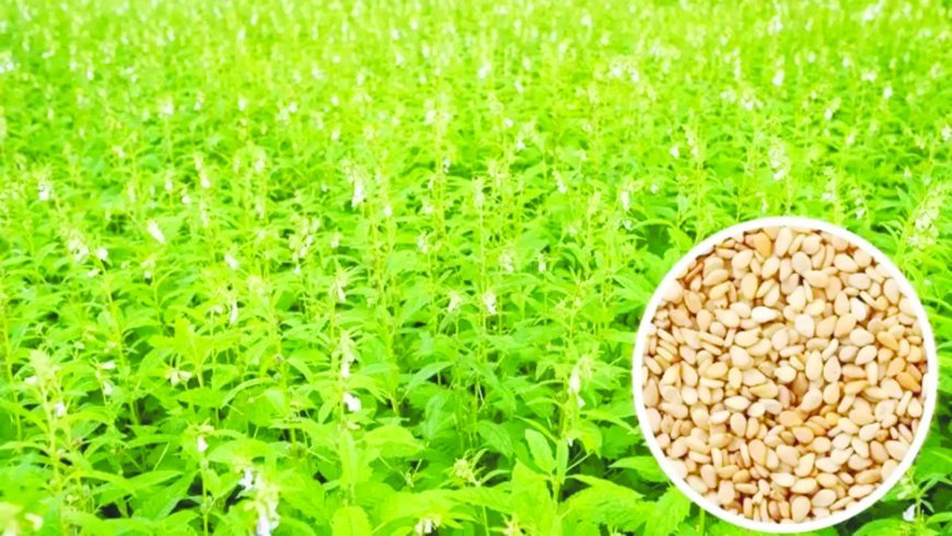Uttar Pradesh : तिल की उन्नत किस्मों पर मिलेगा अनुदान 