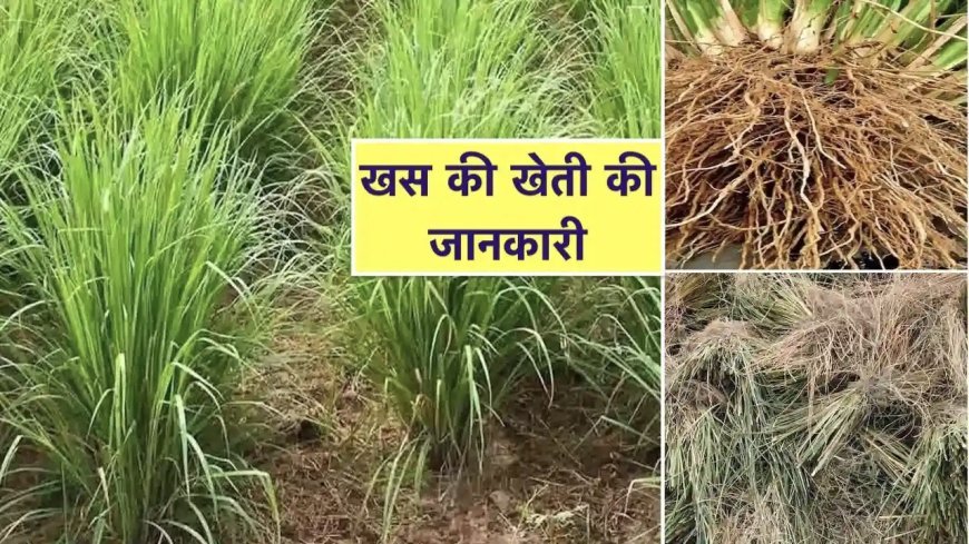 अधिक आमदनी चाहते हैं तो इस तरह करें खस की खेती