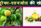 जेट्रोफा (रतनजोत) की खेती