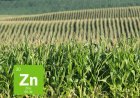 जिंक की कमी को पूरा कर किसान बढ़ा सकते है फसलों का उत्पादन