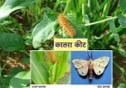 कातरा कीट पर नियंत्रण के लिए  कृषि विभाग ने जारी की सलाह