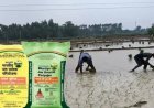 टीएसपी खाद के छिड़काव से फसलों को मिलेगा लाभ