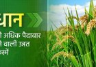धान की ज्यादा पैदावार देने वाली उन्नत किस्में जारी