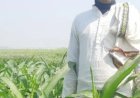 प्रगतिशील किसान: मक्के की स्वस्थ फसल से है अधिक उपज की उम्मीद