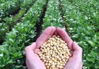 पिछले वर्ष की अपेक्षा दो फीसदी अधिक हुई सोयाबीन की बुआई