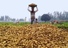 आलू के बढ़ते दाम किसानों व कोड स्टोरेज कारोबारियों के लिए बना संकट
