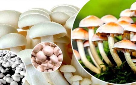 मशरूम की खेती:; जीवन में कितनी upyogi