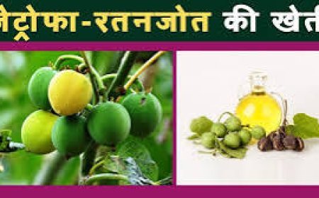 जेट्रोफा (रतनजोत) की खेती