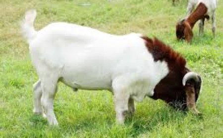 भारत में बढ़ रही बोअर नस्ल की बकरी की मांग