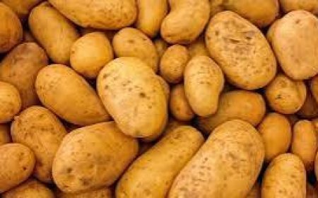 किसानों को अब मिलेंगे आलू के गुणवत्ता युक्त बीज,  हुआ समझौता