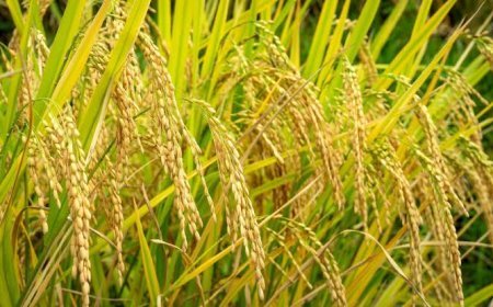 कमला और पूसा धान की खेती के लिए अब बनेगीं वरदान