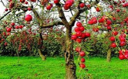 सेब कारोबार में 1500 करोड़ की गिरावट