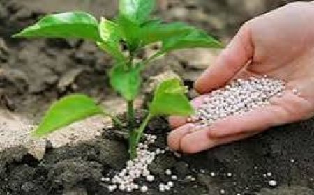 सल्फर का महत्व और उसके प्रभाव