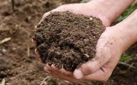 जाने गोबर की खाद बनाने का सही तरीका, मिलेगा लाभ