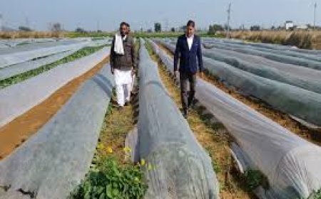 यह तकनीक अपनाएं किसान तो होगा फायदा