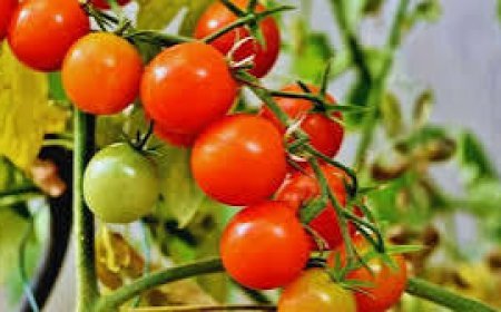 टमाटर की खेती , आखिर क्यों है जरूरी