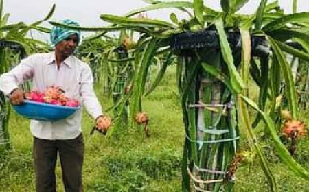 ड्रैगन फ्रूट की खेती के लिए सरकार दे रही अनुदान, मांगे आवेदन
