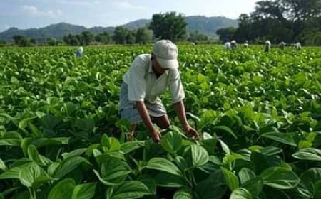 पान की खेती के लिए प्रदेश सरकार देगी अनुदान,  किसानों को होगा फायदा