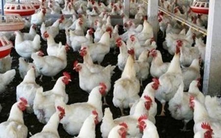 कम लागत में करें मुर्गीपालन का व्यवसाय, ऐसे होगा मुनाफा