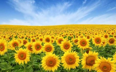 17 मंडियों से होगी सूरजमुखी की सरकारी खरीद