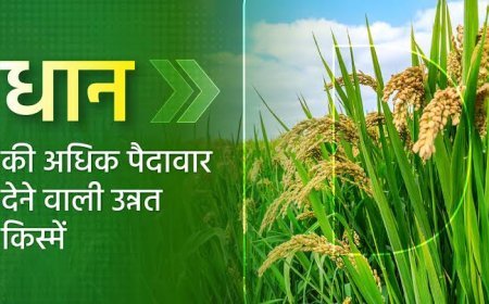 धान की ज्यादा पैदावार देने वाली उन्नत किस्में जारी