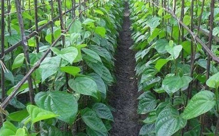 अपनाईये पान की खेती तब बोलेगा पूरा भारत - खई के पान बनारस वाला..  -