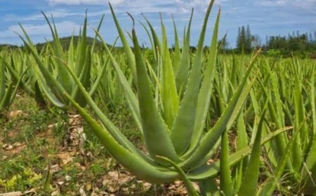 कीजिए एलोवेरा की खेती, साल भर रहता है हराभरा, कम लागत में होता है बड़ा मुनाफा