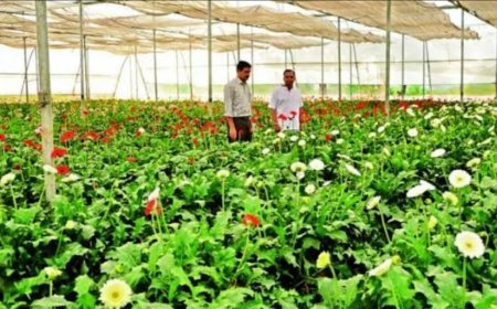 बागवानी क्षेत्र में व्यापक वृद्धि के लिए राष्ट्रीय बागवानी मिशन