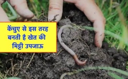 खेतों की मिट्टी को उपजाऊ बनाने में केंचुओं का योगदान अहम