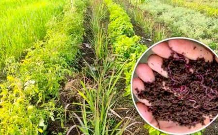 जैविक और प्राकृतिक खेती को बढ़ावा देने के लिए  सरकार चला रही यह योजनाएं