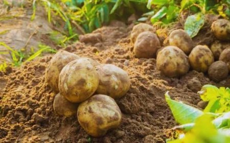 जैविक खेती से उगाई गई आलू की फसल बेहद लाभदायक