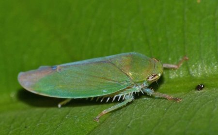 कपास की फसल के लिए मुसीबत बने हरे लीफहॉपर