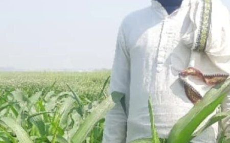 प्रगतिशील किसान: मक्के की स्वस्थ फसल से है अधिक उपज की उम्मीद