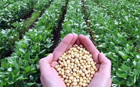 पिछले वर्ष की अपेक्षा दो फीसदी अधिक हुई सोयाबीन की बुआई