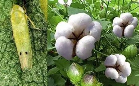 कपास की फसलों के लिए संकट बने हरा तेला