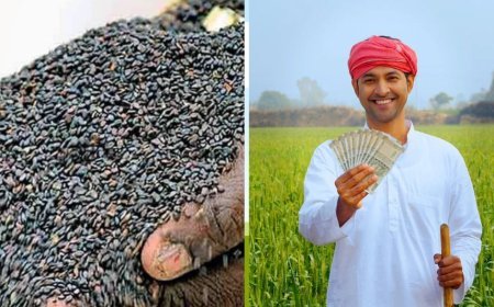 Til Ki Kheti: तिल के बीजों पर मिल रहे अनुदान उठाएं लाभ,  किसान पा सकते है अधिक मुनाफा